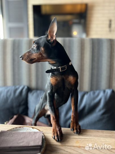 Вязка цвергпинчер