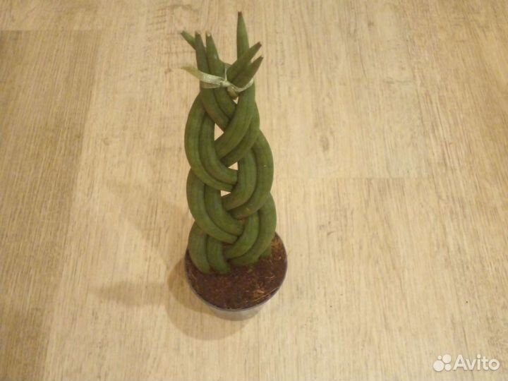 Сансиеверия цилиндрика