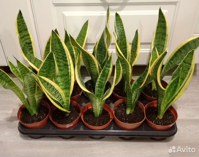 Сансевиерия Футура Суперба