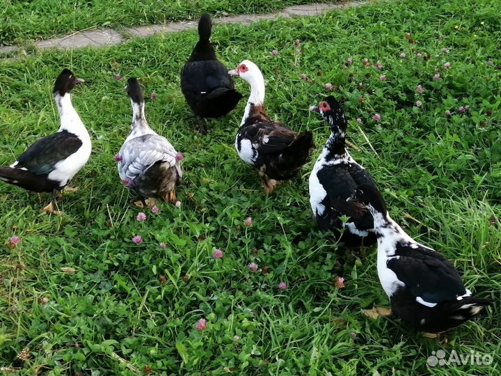 Мускусные утки индоутки индоутята