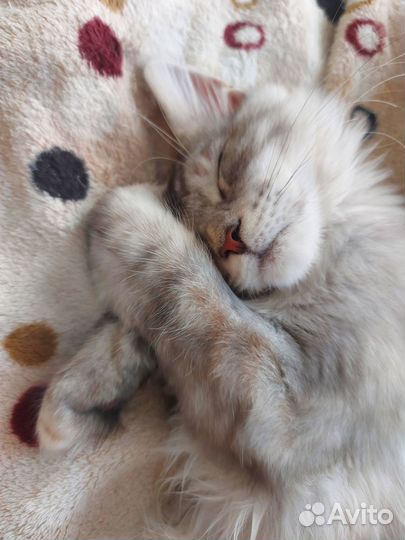 Котята мейн-кун