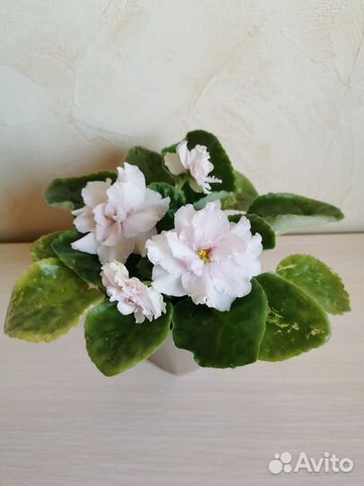 Сортовые фиалки цветущие