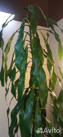 Пальма драцена