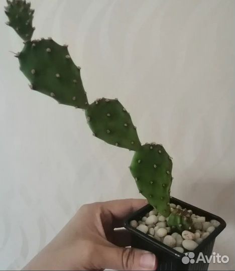 Гипоэстес, опунция