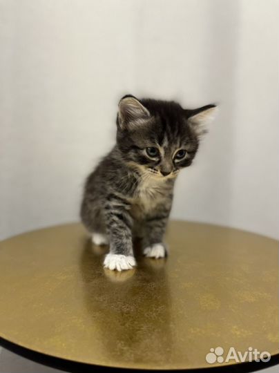 Котенок девочка