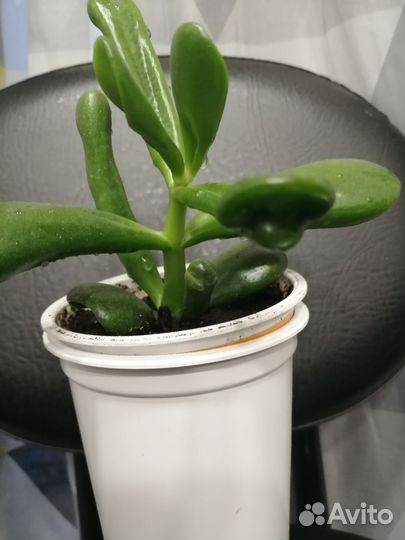 Крассула хоббит