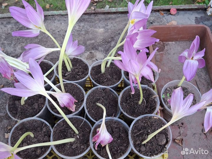 Безвременник