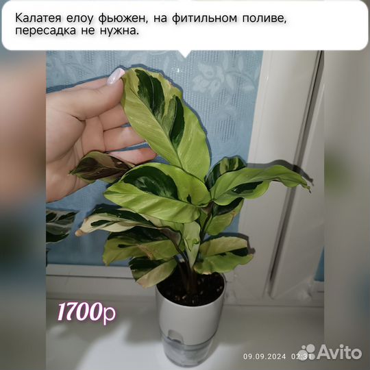 Калатея и хойи