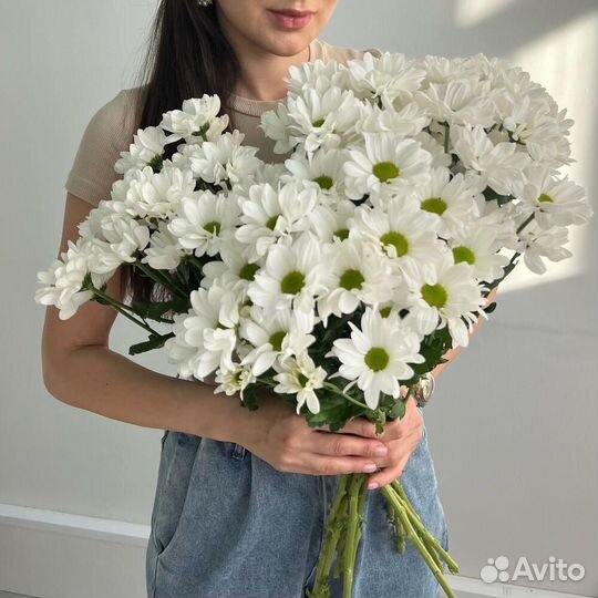 Куст. хризантема