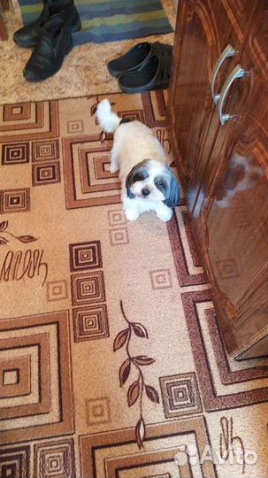 Болонка вязка+Алобай