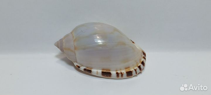 Касмария Вибекс 3,6 морская ракушка раковина