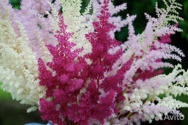 Астильбы Хризантемы Ирисы Папортник. Клематисы Вод