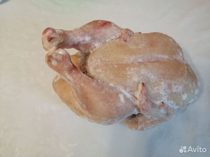 Курица домашняя