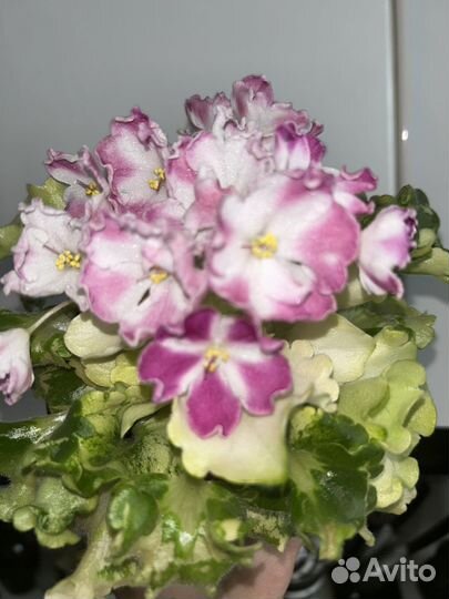 Черенки сортовых фиалок наборами и по отдельности