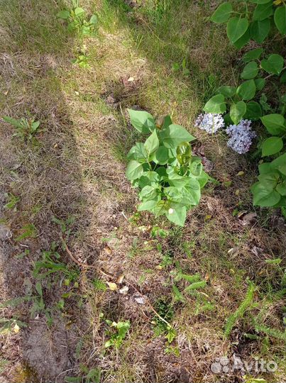 Сирень махровая