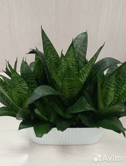 Сансевиерия