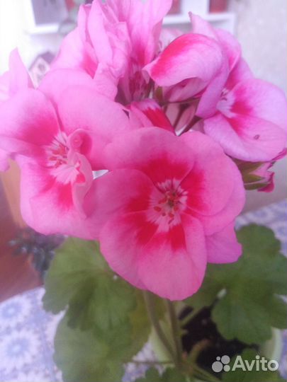 Пеларгония (герань)