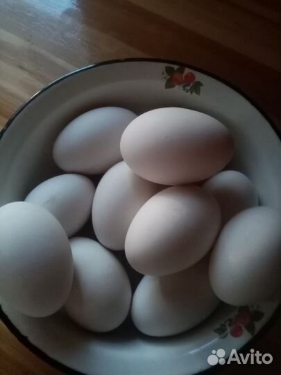 Инкубационное яйцо гусиное