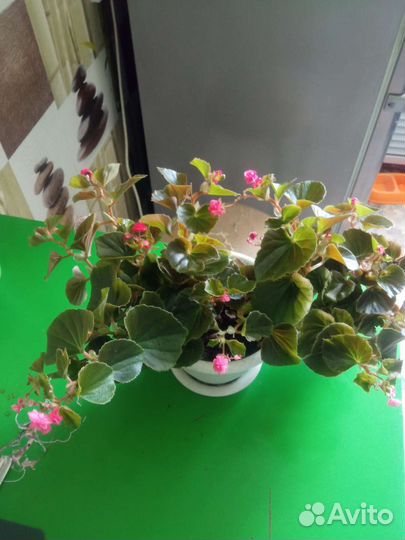 Бегония вечноцветущая махровая