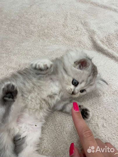 Шотландская кошка