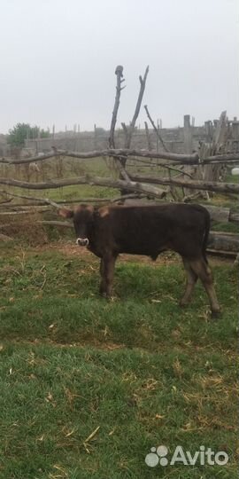 Бысеи и телки и коровы