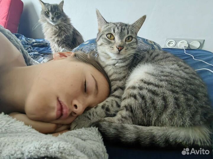 Британские короткошерстные