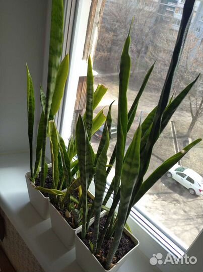 Сансивиерия (щучий хвост)