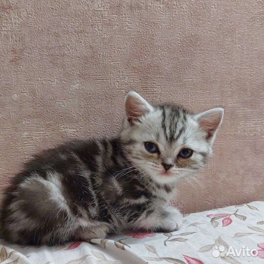 Шотландская кошка