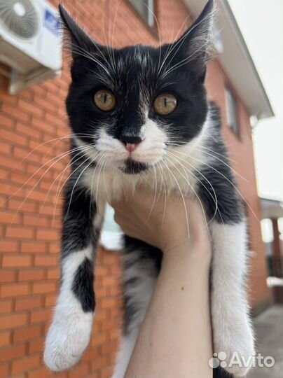 Котенок