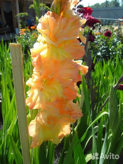 Гладиолусы- цветы, луковицы и детки