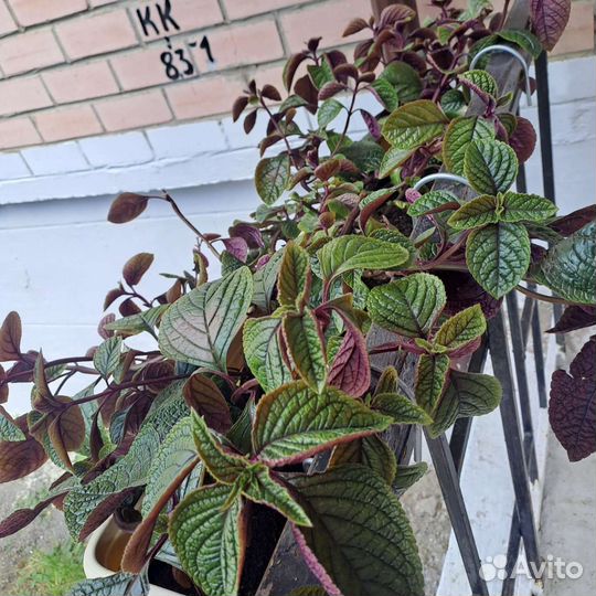 Плектрантус комнатная мята