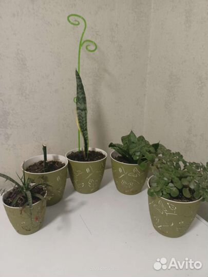 Комнатные растения