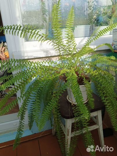 Папоротник комнатный большой