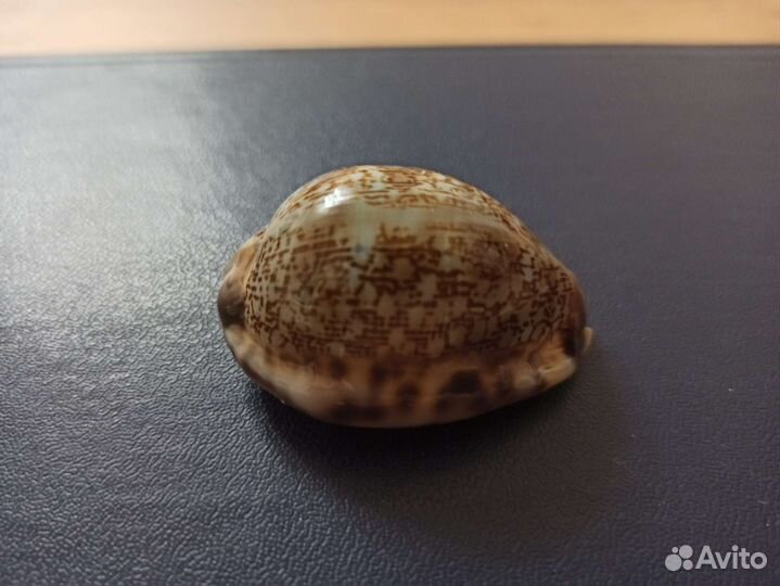 Морская раковина