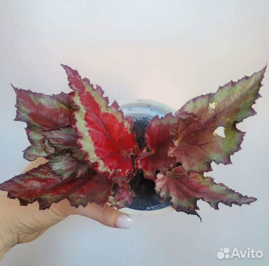 Бегония красная