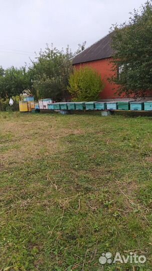 Чеченский мёд