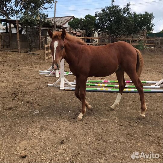 Жеребчик и Кобыла