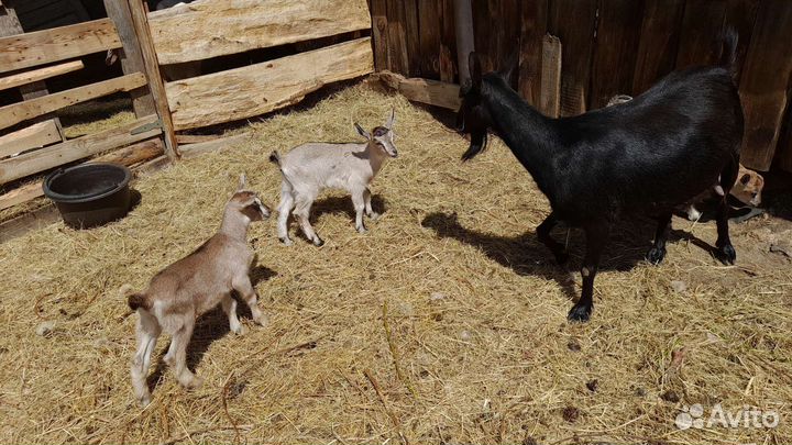 Альпийские козы