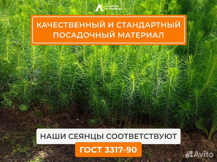 Сеянцы сосны