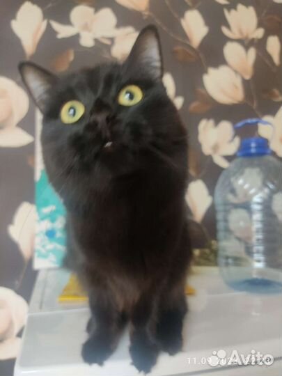 Черные котята