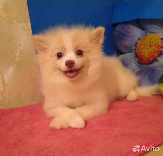 Шпиц ласковая плюшечка 5.5 мес