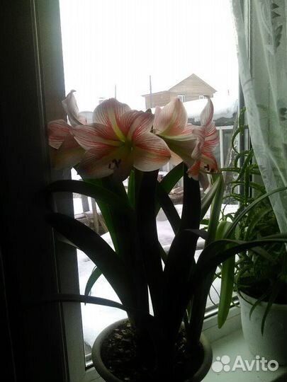 Амариллис или гиппеаструм(Цена за 1 отросток )