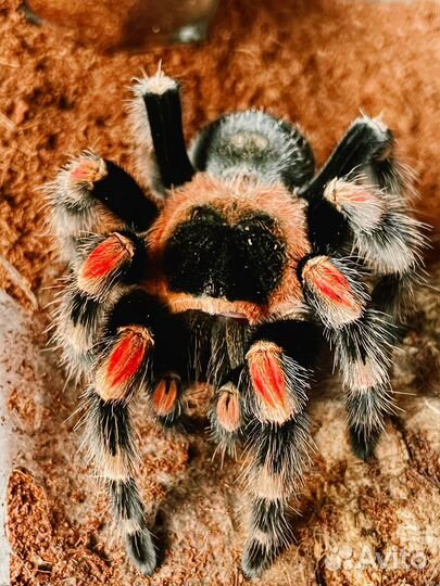 Паук-птицеед в аренду