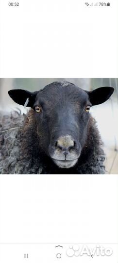 Бараны на мясо