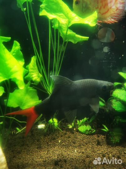 Лабео Биколор