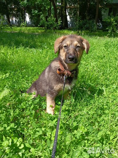 Щенок бесплатно