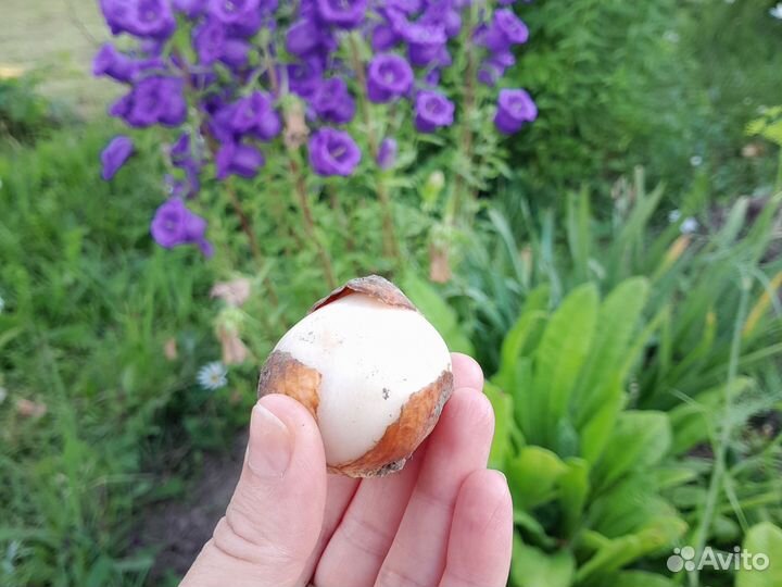 Тюльпан луковицы