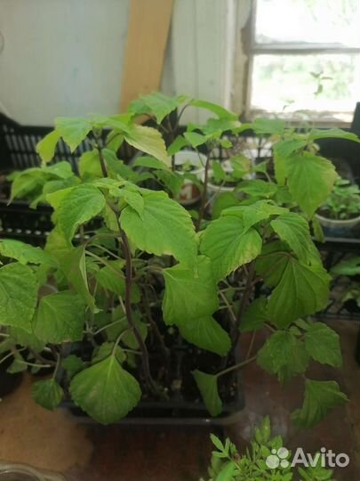 Рассада петунья, бархатцы, лаватера, георгины и тд