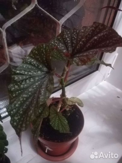 Бегония (ангельское крылышко)