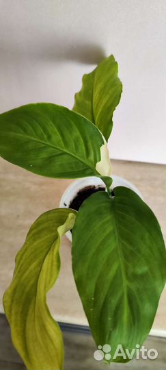 Спатифиллум пикассо